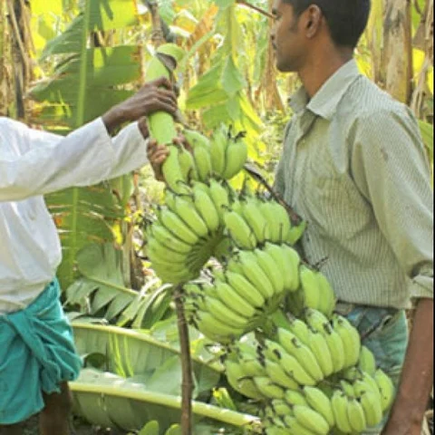 Profitable cultivation of Karpooravalli Banana through Natural Method..!