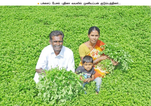 மணக்கும் புதினா... துளிர்க்கும் வருமானம்..!