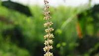 இளமையை காக்கும் துளசி...!