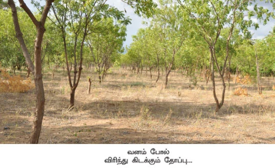 வெகுமதி கொடுக்கும் வேம்பு !