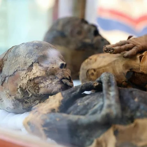 எகிப்தில் மம்மி உடல்களோடு எலி, பூனை, கழுகு கல்லறைகள் கண்டுபிடிப்பு!