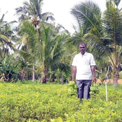 பராமரிப்புச் செலவுக்கு... தென்னை, வாழை...