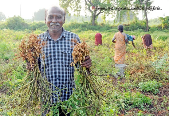 நிச்சய வருமானம் கொடுக்கும் நிலக்கடலை!.
