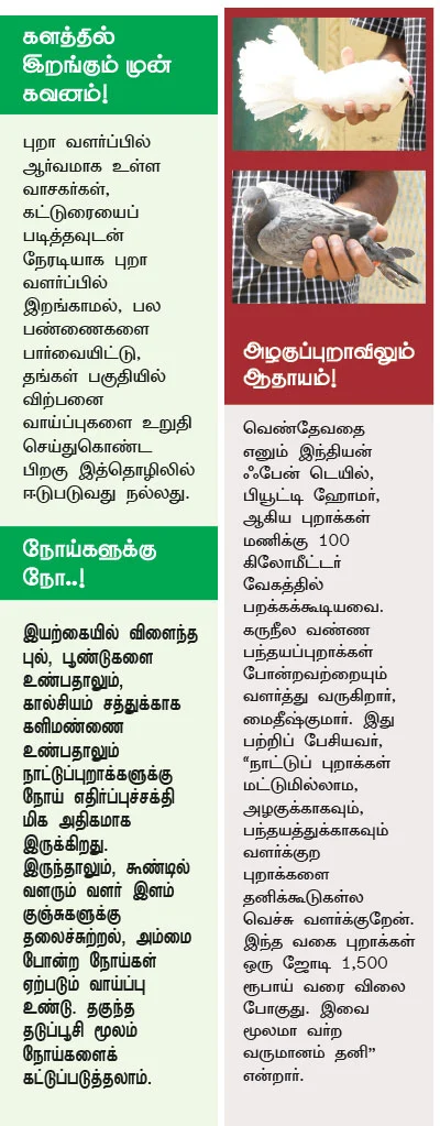 ஆண்டுக்கு ரூ. 2,00,000 ஜோரான வருமானம் தரும் ஜோடிப்புறா!