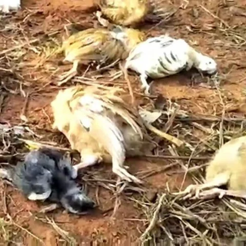 நோயால் செத்து மடியும் நாட்டுக்கோழிகள் - கலங்கும் நெல்லை விவசாயிகள்