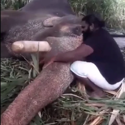 தூக்கமின்மையால் தவித்த யானை; இளையராஜா பாட்டைப் பாடி தூங்கவைத்த பாகன் #ViralVideo