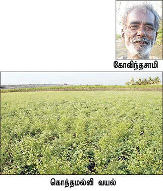 பனியில் விளையும் தனியா!