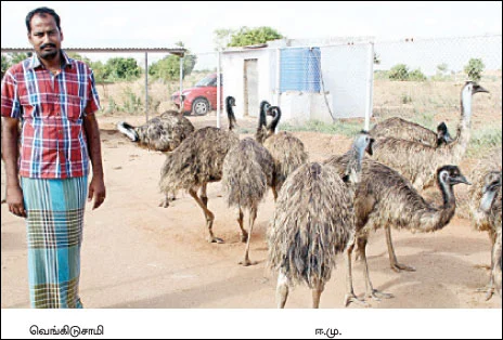 ஈமு 'ஓட்டம்' ஆரம்பம்...