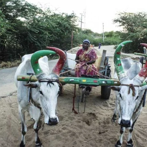 ''பட்டனைத் தட்டி ஓட்டுறது இல்ல... கை கயிறுல இருக்கு சூட்சமம்!"- மாட்டு வண்டி ஓட்டும் ராணியம்மாள்