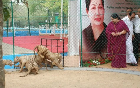 புலிக்குட்டிகளுக்கு பெயர் சூட்டினார் ஜெயலலிதா (படங்கள்)
