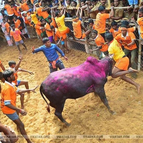 `ஜல்லிக்கட்டு வீரர்களுக்கு மருத்துவக் காப்பீடு’ - அமைச்சர் விஜயபாஸ்கர் அறிவிப்பு!