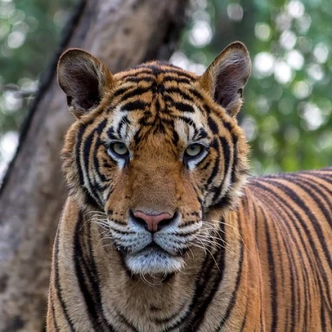 21 கி.மீ. நெடுஞ்சாலை; கூடவே ஒரு கோயில்... வதைபடும் சரிஸ்கா வனப்பகுதி விலங்குகள்!