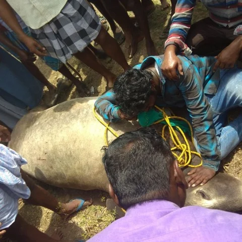 `பரிசுகளை அள்ளிய காளை ரயில் மோதி பலி!’ - புதுக்கோட்டை ஜல்லிக்கட்டில் சோகம்