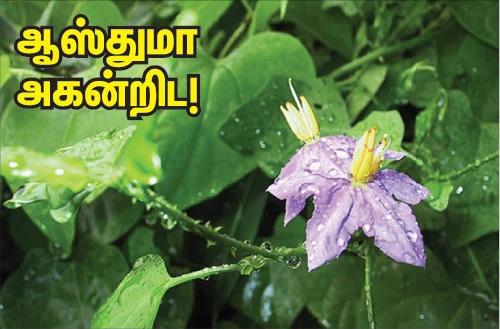 சித்த மருத்துவம் சிறப்பான தீர்வு!