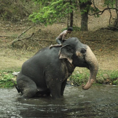 யானை யாரையெல்லாம் நினைவில் வைத்துக்கொள்ளும்? - ஒரு கும்கி உருவாகும் கதை அத்தியாயம் 15
