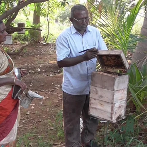 ``மாதம் 20,000 ரூபாய்!" தேனீ வளர்ப்பில் கலக்கலாம்