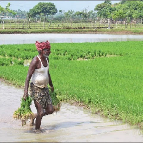 விவசாயிகளுக்கு இரண்டு தவணையாக நிதியுதவி! - மத்திய அரசு அறிவிப்பு
