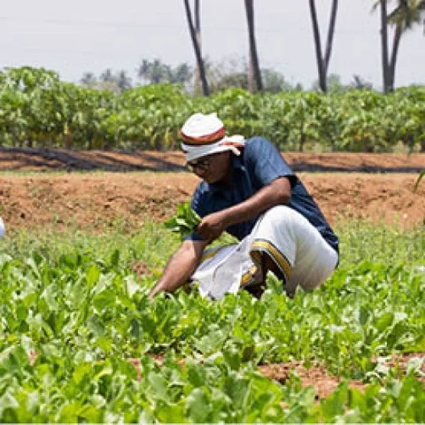 Simple Spinach... Super Profits - ₹ 75,000 per month in one acre..!