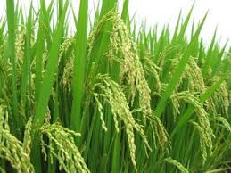 மரபணு மாற்று விதைகளும்... மாய்மால விஞ்ஞானிகளும்!