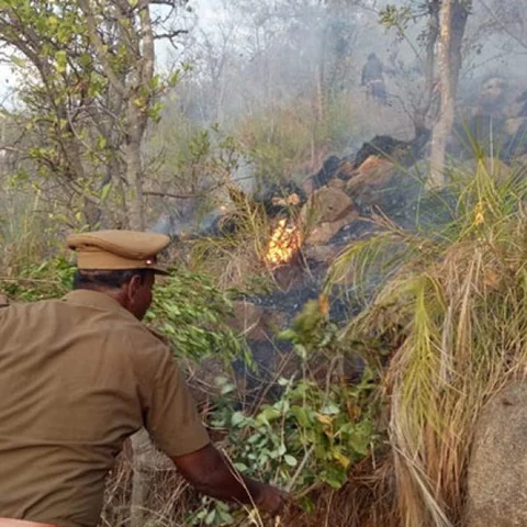சிறிய ஏற்காடான ஏலகிரி மலைக்கு மர்ம நபர்கள் தீ வைப்பு- காடுகள் எரிந்து நாசம் !