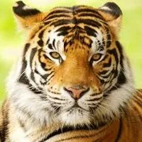 வண்டலூர் பூங்காவில் இருந்து 2 புலிகள் தப்பி ஓட்டம்: பொதுமக்கள் அச்சம்!