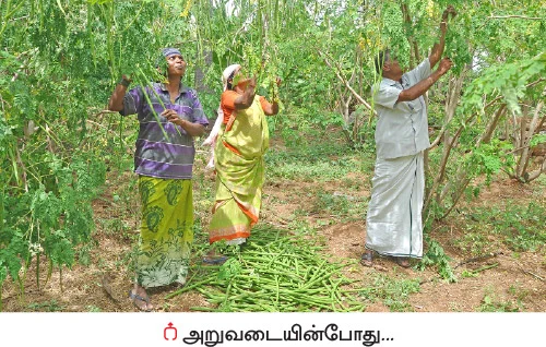 முத்தான வருமானம் கொடுக்கும் முருங்கை!