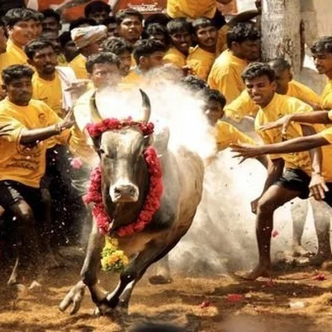 `தேன் கூட்டை கலைக்கத்தான் தீயைப் பற்றவைத்தோம்!’ - ஜல்லிக்கட்டு விசாரணையில் போலீஸார் தகவல்