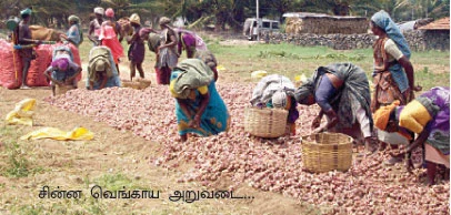 மழையைப் பொறுத்து பாசனம்... விலையைப் பொறுத்து விற்பனை !