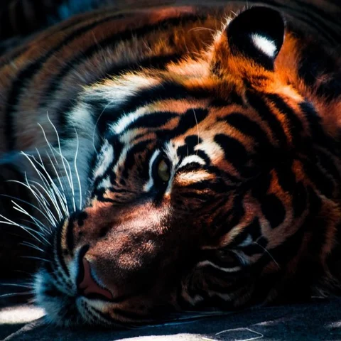 50 ஆண்டுகளில் வங்காளப் புலிகள் அழிந்துவிடும் - அதிர்ச்சி தரும் ஆய்வு