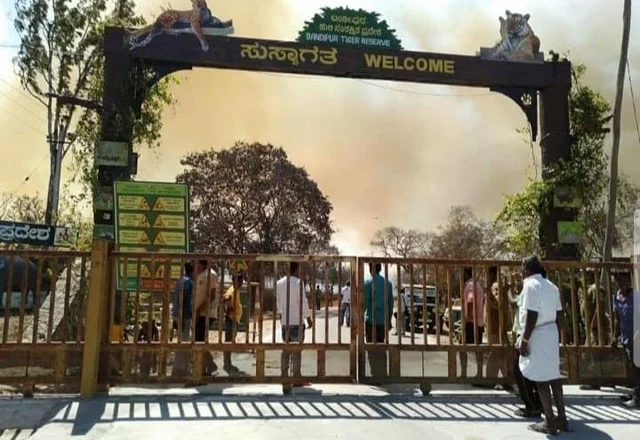 முதுமலையை ஒட்டிய வனப்பகுதியில் பயங்கர காட்டுத் தீ! - தமிழக - கர்நாடக எல்லை மூடல்