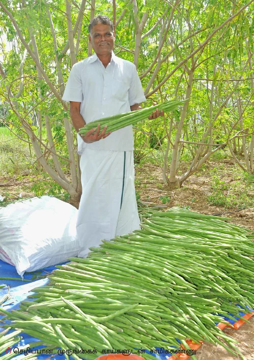முத்தான வருமானம் கொடுக்கும் முருங்கை!