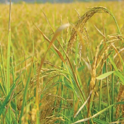 வெள்ளத்திலும் வெகுமதி கொடுத்த கிச்சலிச்சம்பா!