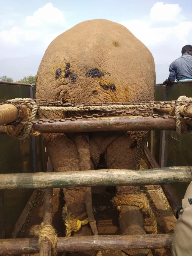 தந்தங்கள் உடைந்து, ரத்தக் காயங்களுடன் லாரியில் ஏற்றப்பட்ட சின்னத்தம்பி யானை!