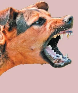 ஆரணியில் 25 பேரை கடித்துக்குதறிய வெறி நாய்!