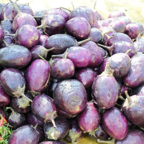 தடையை மீறி இந்தியாவுக்குள் நுழைந்த பி.டி கத்திரி... வேடிக்கை பார்க்கிறதா மத்திய அரசு?!