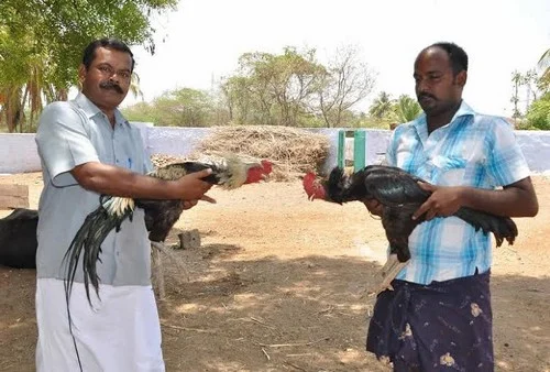 லட்ச ரூபாய்க்கு விற்பனையாகும் சண்டை சேவல்!