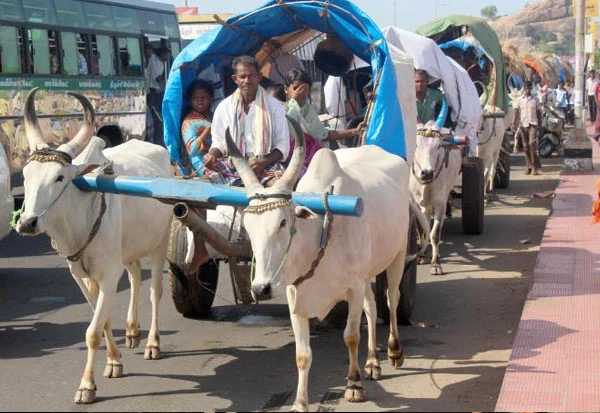 மாட்டு வண்டி பூட்டிக்கிட்டு ரங்கநாதர் தரிசனம்... மலைக்க வைக்கும் பக்தர்கள்! ( வீடியோ)