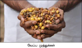 வெகுமதி கொடுக்கும் வேம்பு !