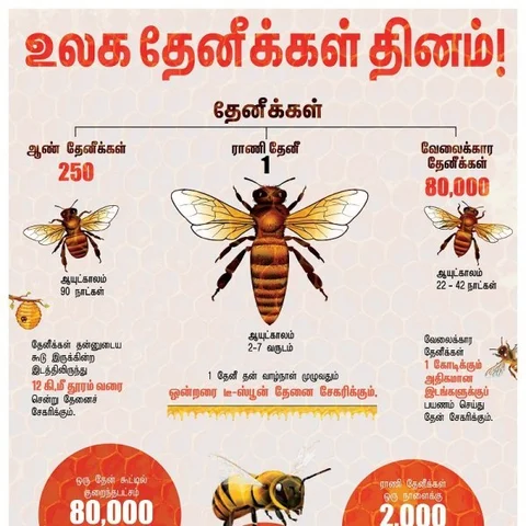 கலப்படத் தேனைக் கண்டுபிடிப்பது எப்படி... வீட்டிலே தேனீ வளர்க்கும் எளியமுறை! #HoneyBeeDay