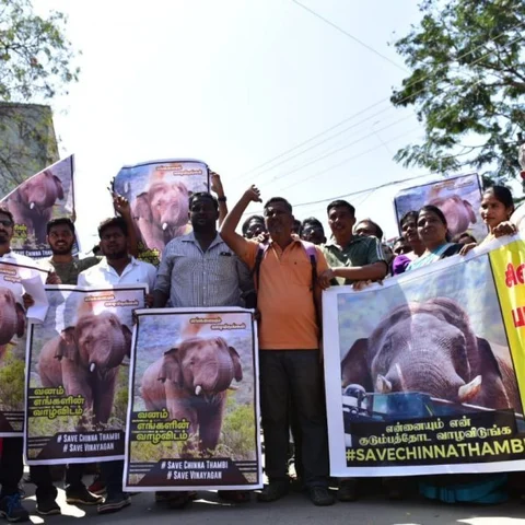 `சின்னத்தம்பியை மீண்டும் கோவைக்கு கொண்டு வர வேண்டும்!’ - கலெக்டரிடம் ஆர்வலர்கள் மனு
