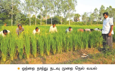 ஏக்கருக்கு 70 மூட்டை நெல்...