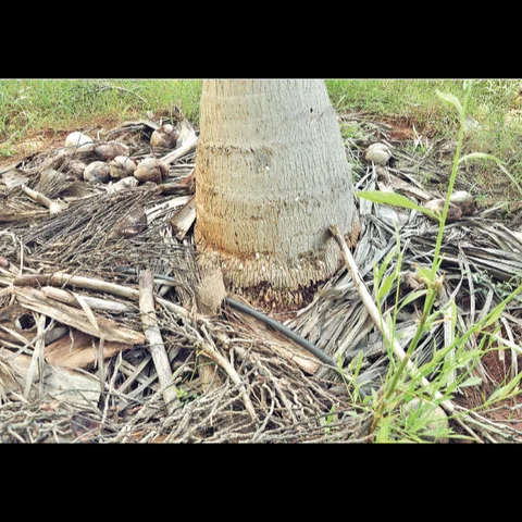 வறட்சிக்கு ஏற்ற மூடாக்கு... கைகொடுக்கும் உயிர் உரங்கள்! - உதவிக்கு வரும் உயிரியல் - 6