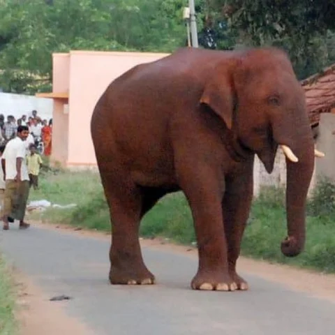 `சின்னத்தம்பி யானையை கும்கியாக மாற்றக் கூடாது' - வனத்துறை அமைச்சருக்கு மனு