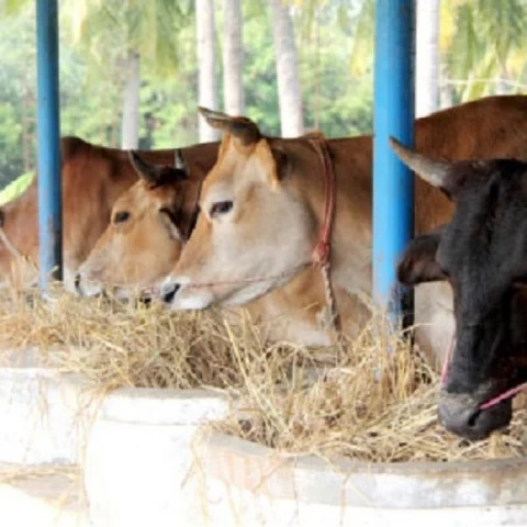''எங்கள் உணவில் தலையிடலாமா?'' மாட்டிறைச்சி தடையும்... வலுக்கும் எதிர்ப்பும்!