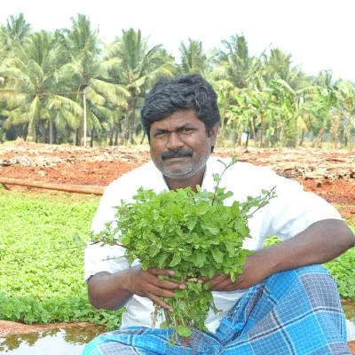 50 நாள்... 25 சென்ட்... ரூ 20 ஆயிரம் வருமானம்! புதினா!