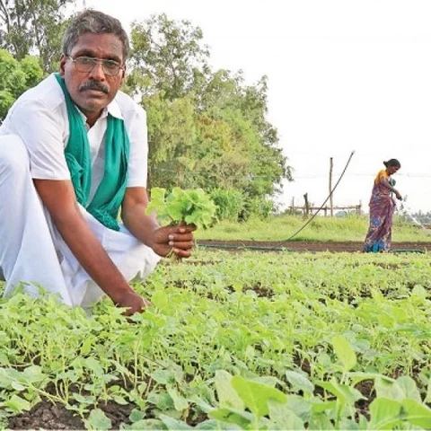 ₹10,83,000 Annual profit... Green farm in 10 acres of land..!