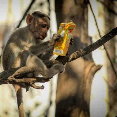 குரங்குகளுக்கு உணவு கொடுக்கும் முன்பு இதைக் கொஞ்சம் யோசிங்க! #WorldMonkeyDay