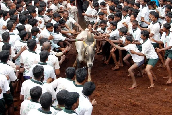 கன்னிப் பொங்கல்... கன்றுப் பொங்கல்... காணும் பொங்கல்...!