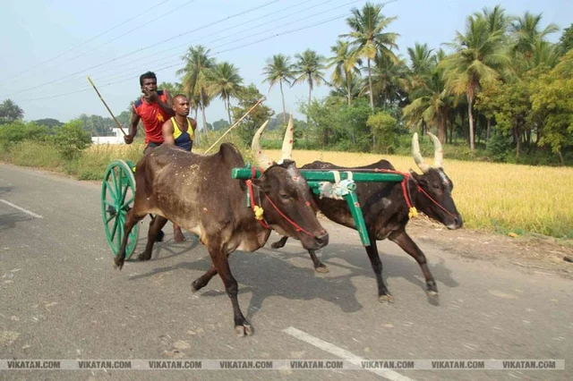 42 ஆண்டுகளாக நடந்த ரேக்ளா ரேஸ்க்கு அனுமதி மறுப்பு! - திருக்கடையூரில் தடையை மீறி போட்டி நடக்குமா?