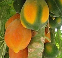 ஆன்டிபயாடிக் ஆபத்துக்கு அணைபோடும் பப்பாளி!